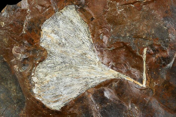 Fossil Ginkgo Leaf From North Dakota - Paleocene #130432